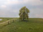 Trauerweide Profiline, Frühling NZ